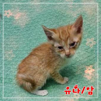 군산유기동물보호센터_445467202302387